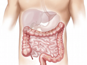 La défense antivirale régule la fonction intestinale et la santé globale de l'intestin.