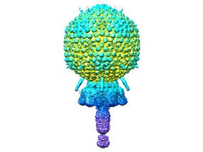 Structure atomique d'un bactériophage staphylococcique par cryo-microscopie électronique exposée