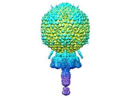 Estructura atómica de un bacteriófago estafilocócico mediante criomicroscopía electrónica expuesta