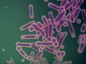Mikrobe des Jahres 2023: Bacillus subtilis – für Gesundheit und Technik