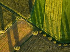 Utilización de sistemas de cultivos intercalados para una producción agrícola mundial sostenible