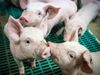 Gesucht: Innovative Ideen für mobile Schlachtungen in Herkunftsbetrieben