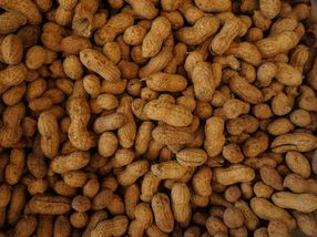 Können gekochte Erdnüsse gegen Erdnussallergien helfen?