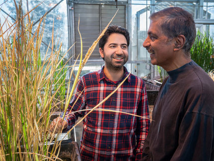 Imtiyaz Khanday und Venkatesan Sundaresan, fotografiert mit geklonten Reispflanzen in einem Gewächshaus auf dem Campus der UC Davis. Ihre Arbeit hat zu einem Durchbruch in der Apomixis geführt, der Vermehrung einer hybriden Reissorte durch klonales Saatgut.