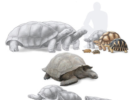 Molecular archeology: 1200-year-old DNA sequences from Madagascar lead to the discovery of an extinct tortoise