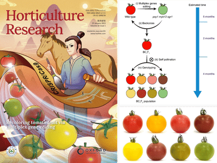 Une technique révolutionnaire d'édition de gènes permet de personnaliser rapidement des cultivars de tomates aux couleurs de fruit uniques