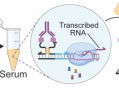 Synthetic Genes for Flu Test