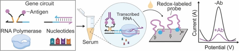 Grippe-Test mit synthetischen Genen - Electrochemischer Biosensor für die Antikörper-Detektion