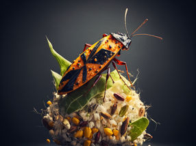 Most people see insects as of food for the future
