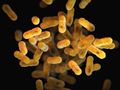 Targeted test for antibiotic resistance in clinical Enterobacter species