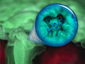 Pathogene entschärfen: Neue Wirkstoffkandidaten zur Bekämpfung chronischer Infektionen