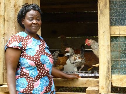 Exports of poultry meat from Europe are often criticized for harming the local smallholder sector in Africa.