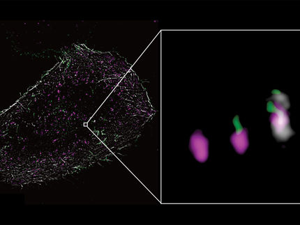 Actin affects the spread of cancer in several ways
