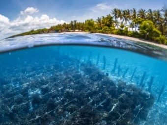 UQ research suggests the planet needs more seaweed farms like this one in Indonesia.