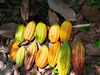 Einheimische Kakaofrüchte in Peru