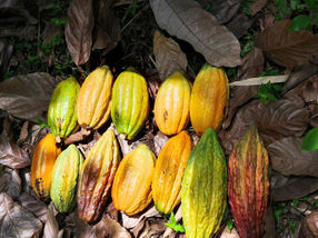 Fruits from cacao plants native to Peru