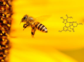 New hope for bees: Insecticides with lower toxicity