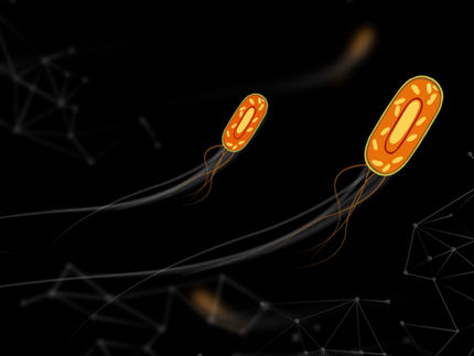 KI analysiert Zellbewegungen unter dem Mikroskop