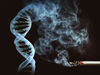 Where do toxins from tobacco attack DNA?