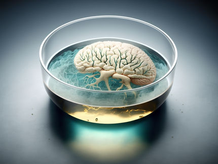 Guérir le cerveau : les hydrogels permettent la croissance du tissu neuronal