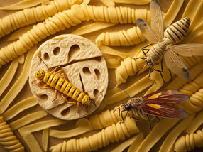 Insekten in Lebensmitteln - das müssen Sie jetzt wissen