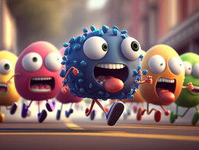 The marathon runners of the immune system