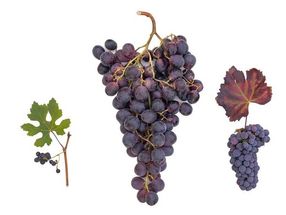 Weinreben (v. li. Trauben der Wildrebe, Tafeltrauben und Weintrauben) begleiten die Zivilisation seit Tausenden Jahren. Ein Genomprojekt klärte Ursprung und Weg des Weins auf.