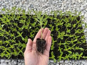 SPLENDA® STEVIA farm anuncia el funcionamiento oficial de su granja de stevia totalmente integrada con sede en EE.UU., construyendo una nueva industria americana