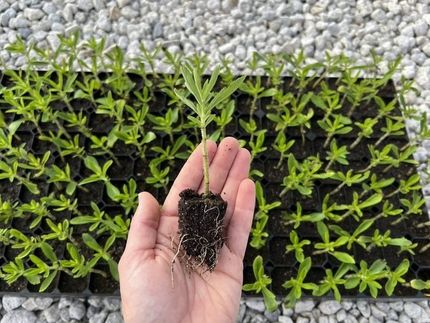 Da die Splenda® Stevia Farm vollständig vertikal integriert ist, kann Splenda jeden Schritt der Stevia-Produktion überwachen, von der Vermehrung der Pflanzen bis zur Extraktion der süßen Glykoside (Zucker) aus den Blättern.