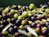 Hohe Acrylamidgehalte in geschwärzten Oliven nachgewiesen