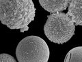 Un nuevo método transforma las cáscaras de algas en materiales funcionales de interés tecnológico