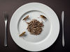Clear rules for insects as food