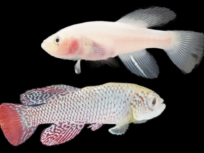 Klara - Un poisson transparent pour la recherche sur le vieillissement -  Inactivation de la pigmentation à l'aide de CRISPR/Cas9