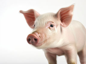 Schweine als Organspender