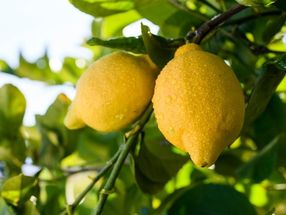Los agricultores han aumentado el valor de los limones gracias a la sostenibilidad medioambiental.