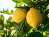 Die Landwirte haben den Wert der Zitronen durch ökologische Nachhaltigkeit erhöht.