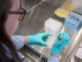 Screening auf einzelne Bakterienarten in Bioproben vereinfacht
