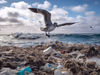 Mikroplastik verändert Darmflora von Seevögeln