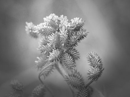 Scientists see anti-aging potential in an invasive weed