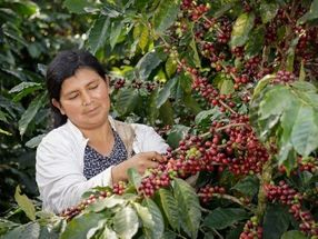 Kaffee-Kleinbäuerinnen und -bauern erhalten für ihre Fairtrade-Verkäufe einen stabilen Mindestpreis. Dieser wurden nun erhöht.