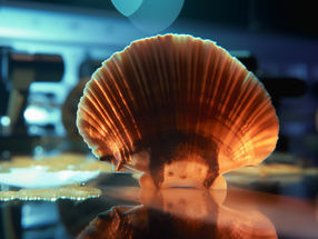 Scallop Eyes as Inspiration for New Microscope Objectives
