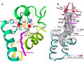 La estructura de la enzima 