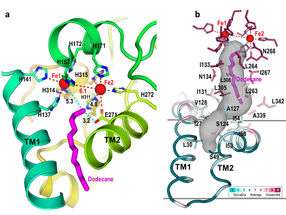 La estructura de la enzima "devoradora de petróleo" abre la puerta a los catalizadores de bioingeniería
