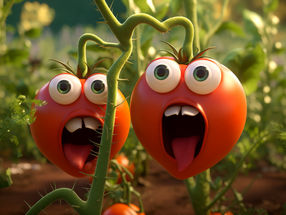 Schreiende Tomaten?