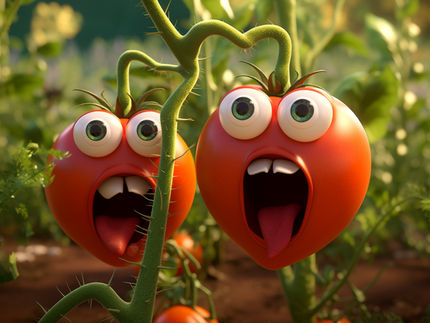 Schreiende Tomaten?