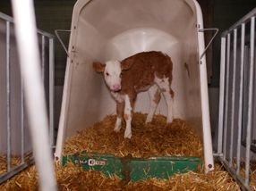The end of calf igloos: is an EU-wide ban imminent?