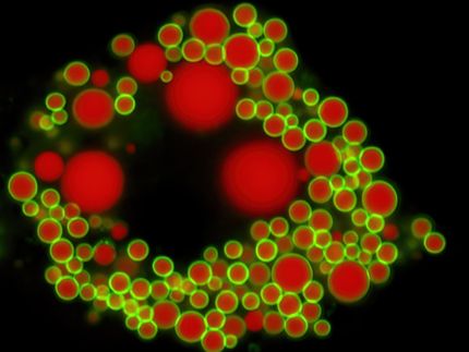 Cells refine palm fat into olive oil