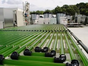 Microalgae from volcanic hot springs as a promising protein source for the future