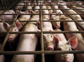 World Animal Protection nennt JBS Foods als schlimmsten Übeltäter in einer neuen Rangliste der Klimaauswirkungen der Fleischindustrie