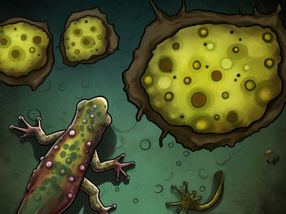 Zombie-Zellen mit Vorteilen